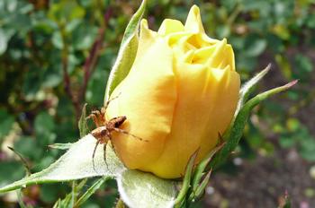 Spiders are one of the natural enemies that can keep the rose slug population in check by preying on the adult sawfly. Photo: Nanette Londeree