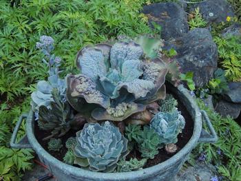 This large copper pot is a handsome container for succulents. Photo: Diane Lynch