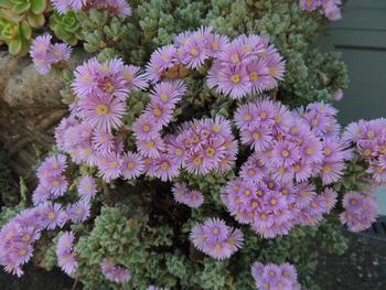 Lampranthus deltoides produces bright pink blooms. Photo: Diane Lynch
