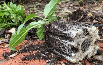 Avoid root-bound plants with roots growing out of the drainage holes. It can be a sign it has been in a pot too long. Photo: Alice Cason