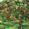 Why prune fruit trees in the summer?