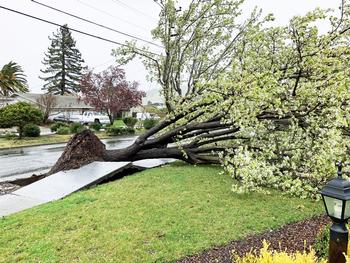 Cyclone force winds toppled even healthy-looking trees. Photo: Rebecca Bingea