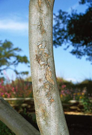 Sunburn injury to bark increases susceptibility to wood-boring pests. Photo: Regents, University of California