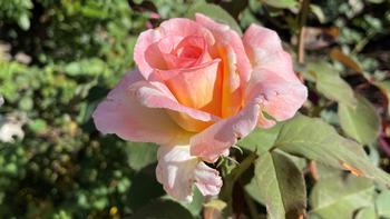 ‘Peace,’ a Hybrid Tea Rose, is the most well-known and beloved of hybrid teas and has a long stem and lovely fragrance. Photo: Anne-Marie Walker