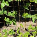 July 2023: Trellises for Plants that like to Climb