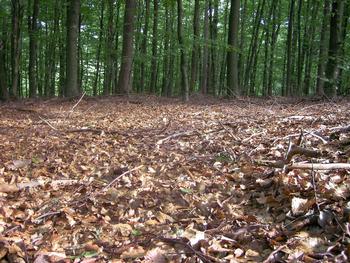 Using compost & mulch in the garden replicates the forest, where organic material slowly decomposes to feed the soil. Photo: Creative Commons