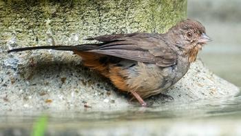 California towhee taking a bath in Mill Valley. These birds prefer low shrubs for nesting & can be found in most Marin gardens. Photo: Veit Irtenkauf