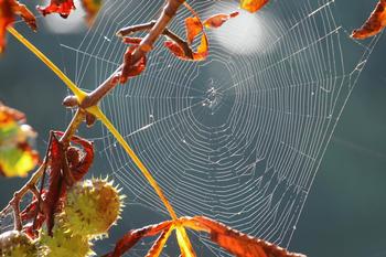 Webs on garden plants are signs of spiders at work trapping insect pests. Photo: Pixnio
