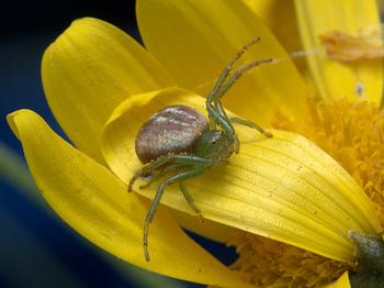 Crab spiders often wait in flowers to ambush their prey, Photo: flickr
