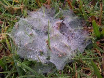 Grass spiders spin funnel-shaped webs and wait for insects to walk or fly into them. Photo: Pixnio