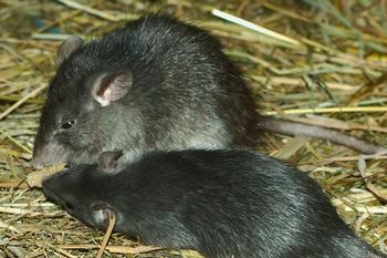 Exclusion is the most successful and long-lasting form of rat control in structures. Photo: Kilessan