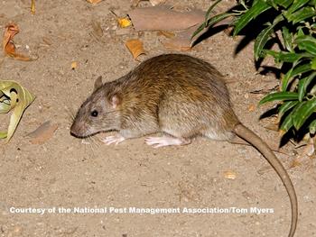 Rats are active all year and are most active after dark. Photo: Tom Meyers