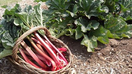 Rhubarb needs some winter chill to produce thick, bright red leaf stalks. Photo: Wikimedia commons