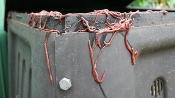 Eisenia fetida “Red Wiggler” worms inside a worm bin turn food scraps into compost. Photo: Tony Hudson