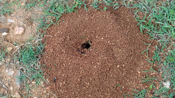An ant hill in the garden is a sign that ants are busy tunneling below it. Photo: WikiMedia Commons