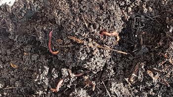 Earthworms have the capacity to eat their own body weight in food every day and move a lot of soil in the process. Photo: WikiMedia Commons