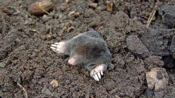 Even though their activity may be unsightly, moles are beneficial animals that move soil and eat lawn grubs. Photo: Pexels