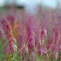 Shimmering pink muhly grass lights up the fall garden