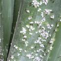 Houseplants looking sick? It might be mealybugs.