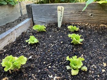 Lettuce seedlings in a home garden. Photo: Sara O’Keefe