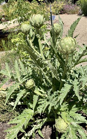 Artichokes are growing in the Edible Demonstration Garden at IVC. Photo: Sara O’Keefe