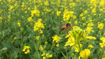 Planting a cover crop like mustard improves soil health, looks beautiful, and attracts beneficial insects. Photo: WikiMedia Commons