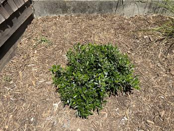 Newly planted Bearberry Manzanita (Arctostaphylos uva-ursi ‘Point Reyes’) with plenty of room to spread out at Fairfax Library. Pamela Noensie