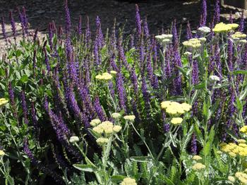 Anise Hyssop and Yarrow are both herbs that benefit from division when they get too woody. Photo: Anne-Marie Walker