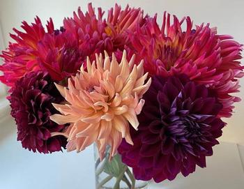 Dahlias form tuberous roots which need to be divided when they get big and crowded. Photo: Anne Marie Walker