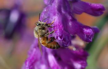Honey bee enjoying a tasty salvia bloom. Photo: Kathy Keatley Garvey from ANR repository