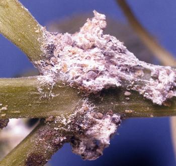 A large colony of mealybugs are feasting on a coleus stem. Photo: Creative Commons