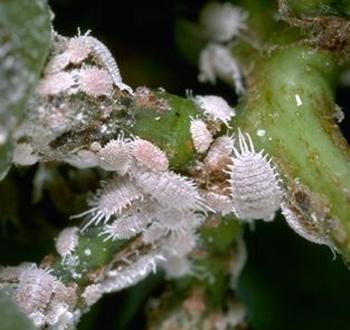 Mealybugs are attracted to varieties of succulents and make their home in stem crevices or in and under leaves of rosettes. Photo: UC Regents