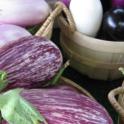 November 2023: The Versatile Eggplant