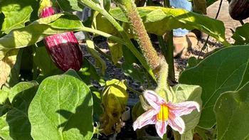 Eggplant fruits grow on attractive plants with star-shaped flowers
