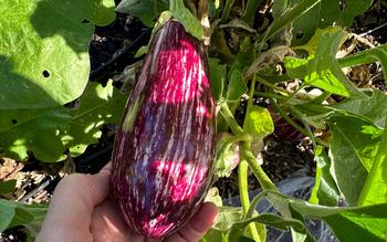 Eggplants should be harvested while still small and firm with shiny skin
