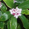 Daphne: the queen of winter fragrance