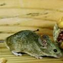 Tips for dealing with mice