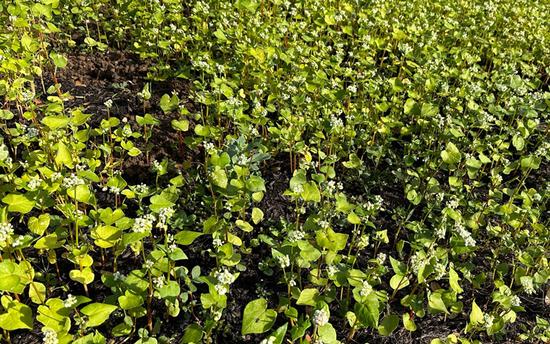 Caption: Buckwheat is a non-legume cover crop that helps to improve the soil in preparation for spring planting.
