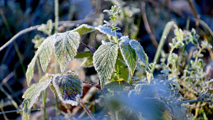 Frosty Plants_ralph-katieb_unsplash