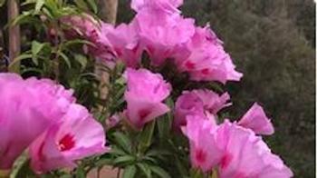 Plant natives such as Clarkia amoeba which need less water and attract pollinators. Photo: Bonnie Marks