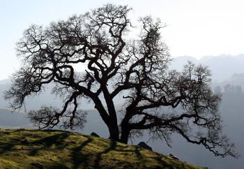MOB-infected valley oak trees will have clumps of tiny leaves in early summer that never fully flush out. Photo: Philip Bouchard