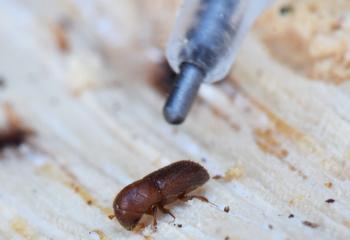 Ambrosia beetles like the Mediterranean Oak Borer are only a few millimeters long but their size belies their capacity for destruction. Curtis Ewing