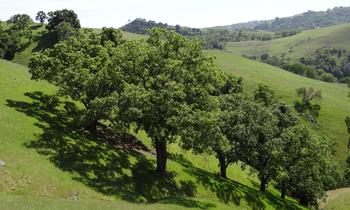 Valley oak trees, once the most widely distributed trees in California, are threatened with destruction by a tiny beetle. Photo: Belinda Lo