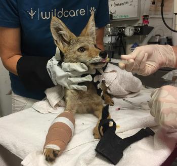 A coyote in care at WildCare after a likely altercation with humans. Photo: WildCare