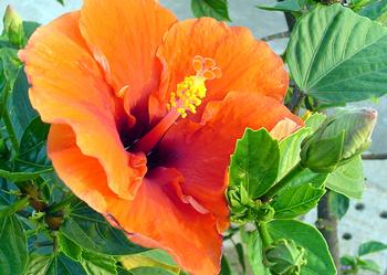 Hibiscus flowers are considered perfect because they contain both male and female reproductive parts. Photo: Wikimedia Commons