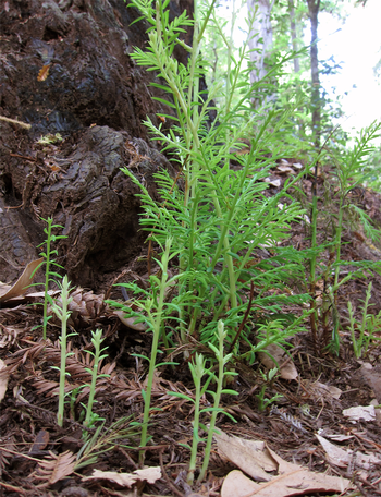Redwoods like these seen at Big Basin can sprout from dormant buds at the base of the tree. Photo: Milton Taam