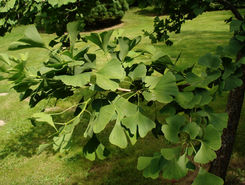 Gingkos are broad-leaved conifers. Photo: JL Staub