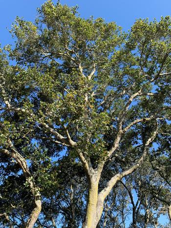 A healthy coast live oak tree, an iconic native in the California landscape. Photo: David S. Walker