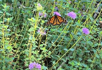 A monarch butterfly feeds on native plants at the Fairfax Library. Photo: Julie McMillan