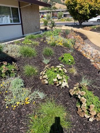 Native plants and appropriate mulch create a sustainable garden at Station 63 in Novato. Photo: Julie McMillan